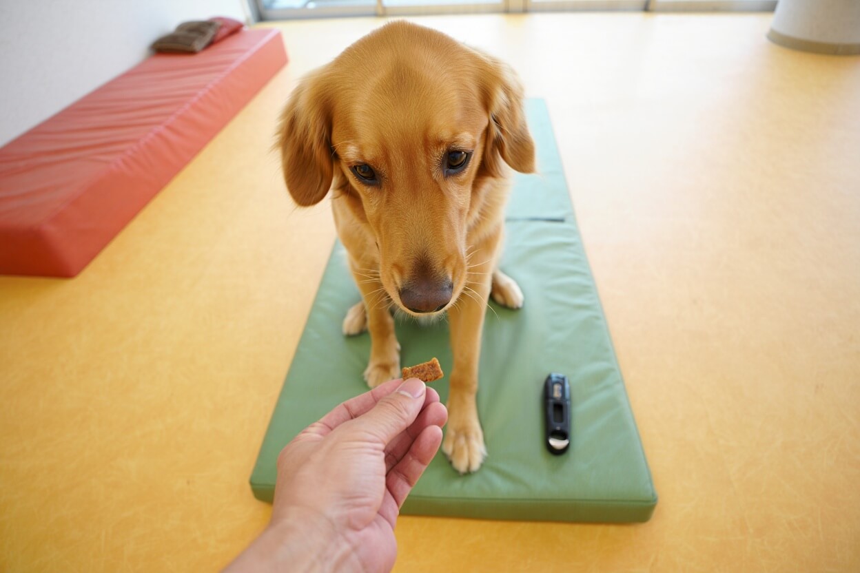 Pet Essentials Collection