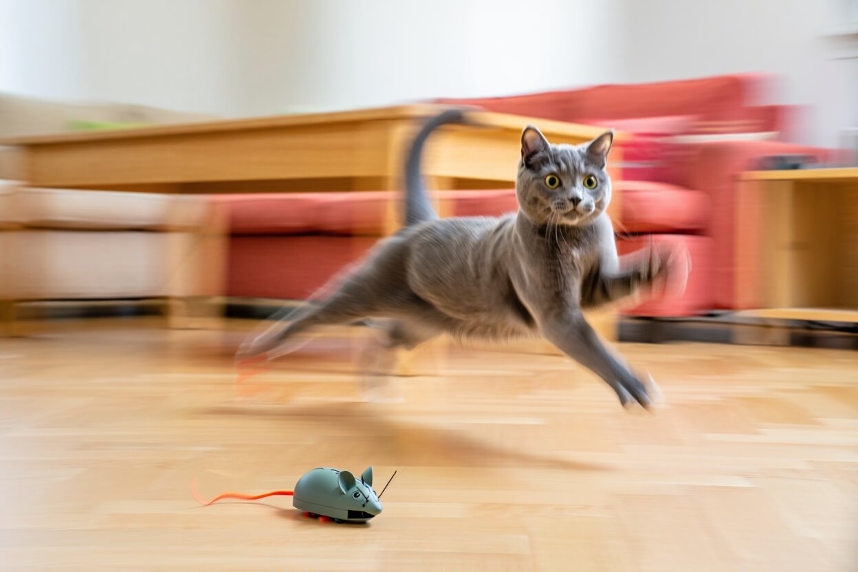 Electronic Mouse Chase